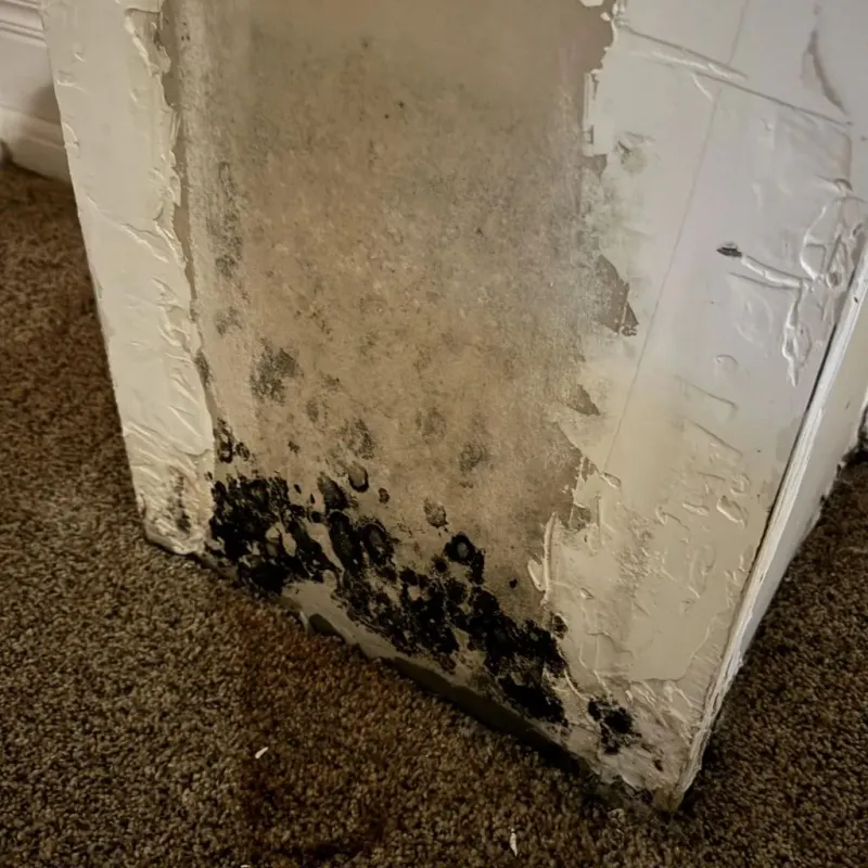 Professional Mold Removal in Sleepy Hollow, WY